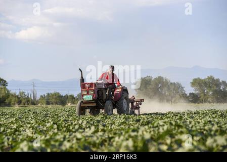 (180613) -- TACHENG, 13 juin 2018 -- Yin Xueyan se débarrasse des mauvaises herbes dans les champs de gourdes du village de Paotai dans la ville de Tacheng, dans la région autonome ouygur du Xinjiang du nord-ouest de la Chine, 9 juin 2018. Les agriculteurs de la ville de Tacheng sont encouragés à puiser dans d'autres cultures de rente pour augmenter leurs revenus à mesure que l'élan pour planter du maïs et du blé est maintenu. (wsw) CHINE-XINJIANG-CULTURES COMMERCIALES-PLANTATION (CN) HuxHuhu PUBLICATIONxNOTxINxCHN Banque D'Images