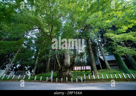 Un arbre de zelkova japonais devant le sanctuaire à la campagne large Banque D'Images