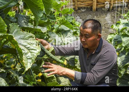 (180613) -- TACHENG, 13 juin 2018 -- Wang Zhongli cueille du concombre au village de Tougong, dans la ville de Tacheng, dans la région autonome ouïgour du Xinjiang, au nord-ouest de la Chine, le 9 juin 2018. Les agriculteurs de la ville de Tacheng sont encouragés à puiser dans d'autres cultures de rente pour augmenter leurs revenus à mesure que l'élan pour planter du maïs et du blé est maintenu. (wsw) CHINE-XINJIANG-CULTURES COMMERCIALES-PLANTATION (CN) HuxHuhu PUBLICATIONxNOTxINxCHN Banque D'Images