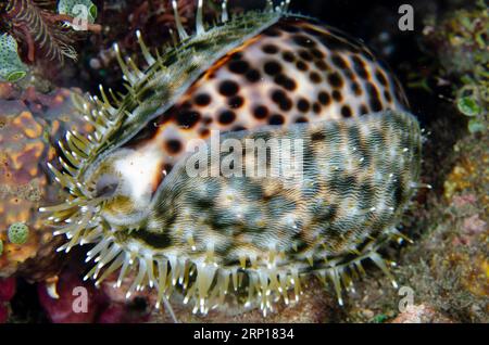 Tiger Cowrie, Cypraea tigris, plongée de nuit, site de plongée des pyramides, Amed, Karangasem, Bali, Indonésie Banque D'Images