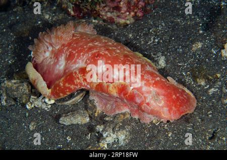 Danseur espagnol, Hexabranchus sanguineus, plongée de nuit, site de plongée des pyramides, Amed, Karangasem, Bali, Indonésie Banque D'Images