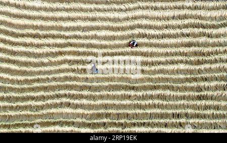 (180619) -- LAOTING, 19 juin 2018 -- une photo aérienne prise le 19 juin 2018 montre des membres du personnel gérant des balais se prélassant au soleil dans une coopérative professionnelle à balais dans la ville de Maozhuang du comté de Laoting, province du Hebei dans le nord de la Chine. Maozhuang Town a une longue histoire dans les balais faits à la main. Ces dernières années, la ville a mis en place plusieurs coopératives professionnelles sur balai pour gérer cette industrie spécialisée de manière intensive. À l'heure actuelle, les balais produits dans la ville ont été vendus à de nombreux marchés étrangers tels que la Corée du Sud et le Japon, avec des recettes annuelles d'exportation atteignant plus de 20 millions de yuans (3,09 mln dollars américains). Banque D'Images