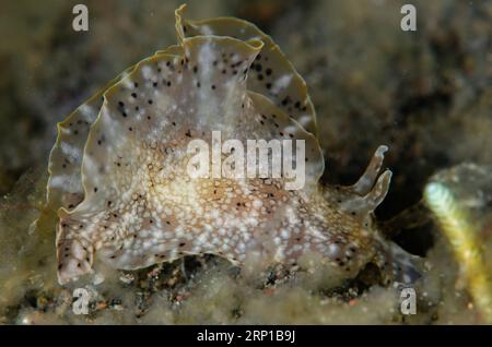 Lièvre de mer tacheté, Aplysia argus, sur sable, plongée de nuit, site de plongée Melasti, Amed, Karangasem, Bali, Indonésie Banque D'Images