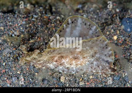 Lièvre de mer tacheté, Aplysia argus, sur sable, plongée de nuit, site de plongée Melasti, Amed, Karangasem, Bali, Indonésie Banque D'Images