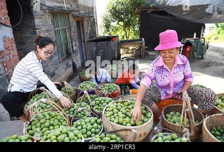 (180626) -- WUSHAN, 26 juin 2018 -- des villageois trient des prunes dans le village de Ganyuan, dans le comté de Wushan, à Chongqing, dans le sud-ouest de la Chine, le 26 juin 2018. Les villageois de Wushan ont planté environ 14 667 hectares de pruniers, avec une production annuelle de 300 000 tonnes de prunes pendant la période de haut rendement. La valeur du rendement devrait atteindre trois milliards de yuans (environ 457 millions de dollars américains). )(mcg) CHINE-CHONGQING-PRUNE RÉCOLTE (CN) WangxQuanchao PUBLICATIONxNOTxINxCHN Banque D'Images