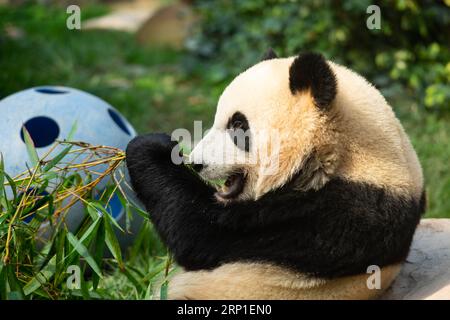 (180701) -- PÉKIN, 1 juillet 2018 --le panda géant Jianjian mange du bambou à Macao, dans le sud de la Chine, le 26 juin 2018.) XINHUA PHOTO CHOIX HEBDOMADAIRES CheongxKamxKa PUBLICATIONxNOTxINxCHN Banque D'Images