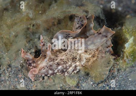 Lièvre de mer tacheté, Aplysia argus, sur sable, plongée de nuit, site de plongée Melasti, Amed, Karangasem, Bali, Indonésie Banque D'Images