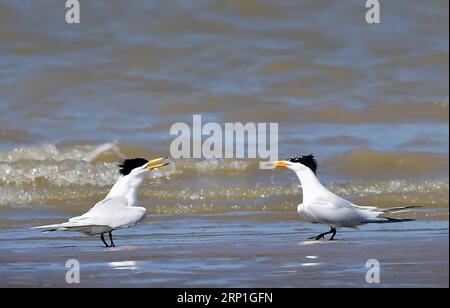 (180705) -- FUZHOU, le 5 juillet 2018 -- deux sternes chinoises à crête jouent sur la zone humide de la rivière Minjiang, dans la province du Fujian du sud-est de la Chine, le 3 juin 2018. La sterne chinoise à crête est une espèce en danger critique d'extinction. ) (Zyd) TERN À CRÊTE CHINOISE DE CHINE-FUJIAN-CHINE (CN) MeixYongcun PUBLICATIONxNOTxINxCHN Banque D'Images