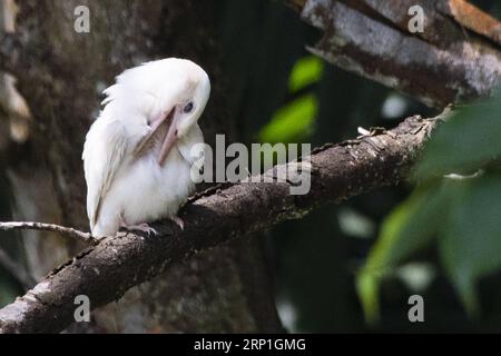 (180705) -- SINGAPOUR, 5 juillet 2018 -- une photo prise le 5 juillet 2018 montre un rare pêcheur albinos à col blanc naissant à Singapour. (hy) SINGAPORE-NATURE-ALBINO-KINGFISHER ThenxChihxWey PUBLICATIONxNOTxINxCHN Banque D'Images