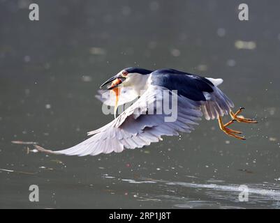 (180709) -- FUZHOU, 9 juillet 2018 -- Un héron nocturne attrape du poisson au parc Xihu dans la ville de Fuzhou, capitale de la province du Fujian du sud-est de la Chine, le 8 juillet 2018.) (Yxb) CHINA-FUZHOU-NIGHT HERON-CATCHING FISH(CN) MeixYongcun PUBLICATIONxNOTxINxCHN Banque D'Images