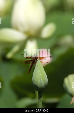 (180712) -- LOS ANGELES, le 12 juillet 2018 -- Une libellule séjourne dans une fleur de lotus en herbe à Echo Park à Los Angeles, aux États-Unis, le 11 juillet 2018. Le festival annuel du Lotus aura lieu du 14 au 15 juillet à Echo Park. ) (Jmmn) U.S.-LOS ANGELES-LOTUS FLOWER ZhaoxHanrong PUBLICATIONxNOTxINxCHN Banque D'Images