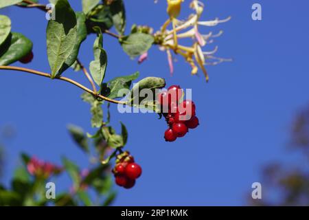 Grappes rouges de baies, floraison Lonicera periclymenum (chèvrefeuille, chèvrefeuille commune, chèvrefeuille européenne, woodbine). Famille des Caprifoliaceae. Banque D'Images