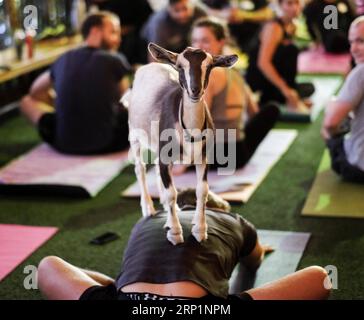 (180717) -- LOS ANGELES, le 17 juillet 2018 -- Un bébé chèvre se tient sur le dos d'un participant au yoga pendant un cours de yoga à Los Angeles, aux États-Unis, le 16 juillet 2018.) (hy) U.S.-LOS ANGELES- GOAT YOGA ZhaoxHanrong PUBLICATIONxNOTxINxCHN Banque D'Images