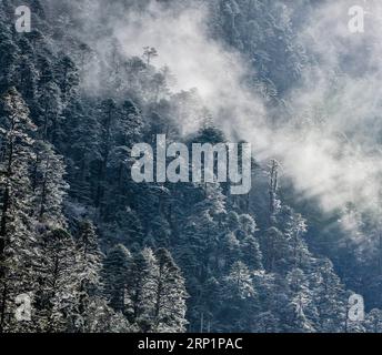 (180718) -- PÉKIN, 18 juillet 2018 -- une photo prise le 31 octobre 2017 montre une forêt primitive dans le comté de Lhunze de la ville de Shannan, dans la région autonome du Tibet du sud-ouest de la Chine. (Zwx) Xinhua titres : le plateau Qinghai-Tibet reste l'une des régions les plus propres de la planète PurbuxZhaxi PUBLICATIONxNOTxINxCHN Banque D'Images