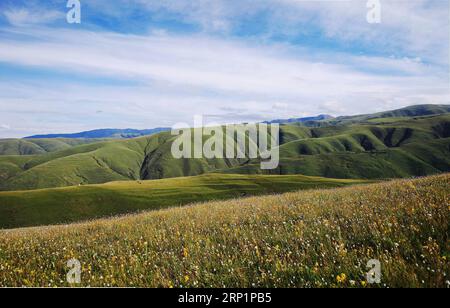 (180718) -- PÉKIN, 18 juillet 2018 -- une photo prise le 5 août 2017 montre des fleurs fleurissant sur une prairie de la préfecture autonome tibétaine de Garze, province du Sichuan au sud-ouest de la Chine.) (Zwx) Xinhua Headlines : le plateau Qinghai-Tibet reste l'une des régions les plus propres de la planète JiangxHongjing PUBLICATIONxNOTxINxCHN Banque D'Images