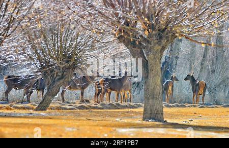 (180718) -- PÉKIN, 18 juillet 2018 -- une photo prise le 6 janvier 2018 montre des cerfs rouges dans une forêt artificielle de la ville de Shannan, dans la région autonome du Tibet du sud-ouest de la Chine. (Zwx) Xinhua Headlines : le plateau Qinghai-Tibet reste l'une des régions les plus propres de la planète ZhangxRufeng PUBLICATIONxNOTxINxCHN Banque D'Images