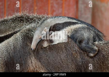 (180722) -- BUDAPEST, le 22 juillet 2018 -- Un petit bébé fourmilier géant né le 16 juin est vu au zoo de Budapest à Budapest, Hongrie, le 21 juillet 2018.) (ly) HONGRIE-BUDAPEST-ZOO-ANIMAL-NOUVEAU-NÉ SzilardxVoros PUBLICATIONxNOTxINxCHN Banque D'Images