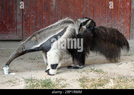 (180722) -- BUDAPEST, le 22 juillet 2018 -- Une fourmière géante et son petit bébé né le 16 juin sont vus au zoo de Budapest à Budapest, Hongrie, le 21 juillet 2018. (ly) HONGRIE-BUDAPEST-ZOO-ANIMAL-NOUVEAU-NÉ SzilardxVoros PUBLICATIONxNOTxINxCHN Banque D'Images