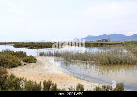 Flamants roses et autres oiseaux marchent dans l'eau de la mer Méditerranée sur l'île de Sardaigne, en Italie. Derrière eux se trouve la ville de Cagliari Banque D'Images