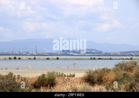 Flamants roses et autres oiseaux marchent dans l'eau de la mer Méditerranée sur l'île de Sardaigne, en Italie. Derrière eux se trouve la ville de Cagliari Banque D'Images