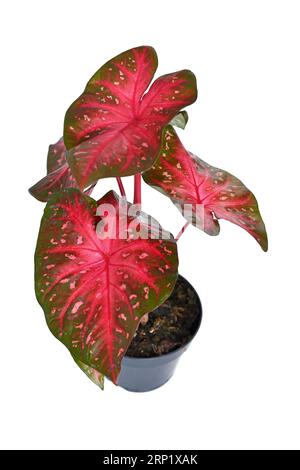 Maison exotique au caladium rouge Flash avec des feuilles rouges vives en pot sur fond blanc Banque D'Images