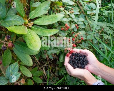 Mûres cultivant la brindille mûrissante nourriture naturelle dans la forêt. Bouquet de mûres mûres - branche Rubus fruticosus avec des feuilles vertes ferme. Banque D'Images