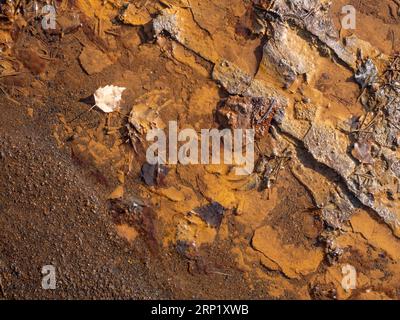 Feuille de bouleau dans les sédiments ferriques sur la plage du lac dans une carrière fermée de lignite de charbon. Muzakow Leknica min, Pologne Banque D'Images