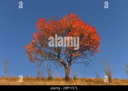 Chêne unique à l'automne avec des feuilles orange vibrantes contre le ciel bleu Banque D'Images