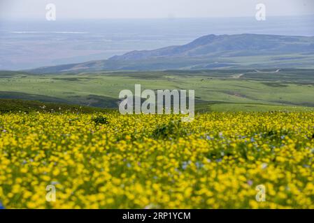 (180807) -- URUMQI, 7 août 2018 (Xinhua) -- une photo prise le 17 juin 2018 montre la vue d'un pâturage dans le comté d'Emin de la préfecture de Tacheng, dans la région autonome ouïgour du Xinjiang, au nord-ouest de la Chine. La région autonome ouïgoure du Xinjiang la plus occidentale de la Chine a accueilli un record de 107 millions de touristes en 2017, soit une hausse de 32,4 % par rapport à l année précédente. En outre, les touristes ont dépensé plus de 182 milliards de yuans (28,4 milliards de dollars américains) au Xinjiang l’an dernier, soit 30 % de plus qu’en 2016. (Xinhua/Hu Huhu) CHINA-XINJIANG-SCENERY-TOURISM (CN) PUBLICATIONxNOTxINxCHN Banque D'Images