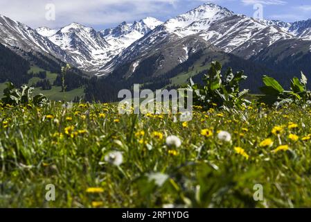 (180807) -- URUMQI, 7 août 2018 (Xinhua) -- une photo prise sur la prairie de Narat montre les montagnes enneigées du comté de Xinyuan, dans la région autonome ouïgour du Xinjiang du nord-ouest de la Chine, le 25 mai 2018. La région autonome ouïgoure du Xinjiang la plus occidentale de la Chine a accueilli un record de 107 millions de touristes en 2017, soit une hausse de 32,4 % par rapport à l année précédente. En outre, les touristes ont dépensé plus de 182 milliards de yuans (28,4 milliards de dollars américains) au Xinjiang l’an dernier, soit 30 % de plus qu’en 2016. (Xinhua/Hu Huhu) CHINA-XINJIANG-SCENERY-TOURISM (CN) PUBLICATIONxNOTxINxCHN Banque D'Images