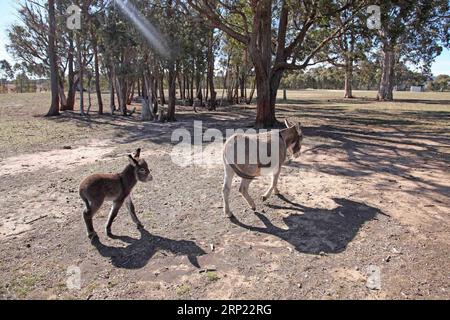 (180813) -- CANBERRA, 13 août 2018 -- Une mini âne marche avec son poulain à la ferme Joy miniature Donkeys dans la forêt de Belmount, à moins de 60 km de Canberra, Australie, 11 août 2018. POUR ALLER AVEC la caractéristique : Aussie femme s rêve de ferme dans les années ânes.) (lrz) AUSTRALIA-CANBERRA-FARM-DONKEY PanxXiangyue PUBLICATIONxNOTxINxCHN Banque D'Images