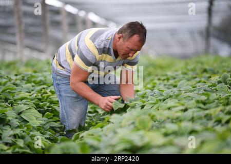 (180816) -- WISCONSIN, 16 août 2018 -- Joe Heil travaille dans sa ferme de ginseng à Wausau, Wisconsin, États-Unis, le 25 juillet 2018. Joe Heil cultive le ginseng depuis plus de 20 ans. Sa ferme du Wisconsin avec 50 acres de ginseng était lucrative. Récemment, cependant, la peur de la perte se profile dans son esprit. Alors que les frictions commerciales déclenchées par les États-Unis avec la Chine s'intensifient, certains clients qui ont exprimé leur intérêt pour l'achat de ginseng du Wisconsin ont reculé. POUR ALLER AVEC la caractéristique : l'industrie américaine du ginseng a souffert dans les frictions commerciales en cours entre les États-Unis et la Chine ) (zhf) États-Unis-WISCONSIN-GINSENG-COMMERCE-FERME LiuxJie PUBLICATIONx Banque D'Images