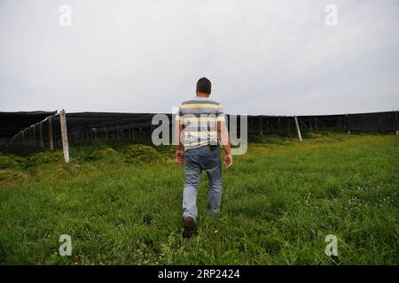 (180816) -- WISCONSIN, 16 août 2018 -- Joe Heil marche dans sa ferme de ginseng à Wausau, Wisconsin, États-Unis, le 25 juillet 2018. Joe Heil cultive le ginseng depuis plus de 20 ans. Sa ferme du Wisconsin avec 50 acres de ginseng était lucrative. Récemment, cependant, la peur de la perte se profile dans son esprit. Alors que les frictions commerciales déclenchées par les États-Unis avec la Chine s'intensifient, certains clients qui ont exprimé leur intérêt pour l'achat de ginseng du Wisconsin ont reculé. POUR ALLER AVEC la caractéristique : l'industrie américaine du ginseng a souffert dans les frictions commerciales en cours entre les États-Unis et la Chine ) (zhf) États-Unis-WISCONSIN-GINSENG-COMMERCE-FERME LiuxJie PUBLICATIONx Banque D'Images