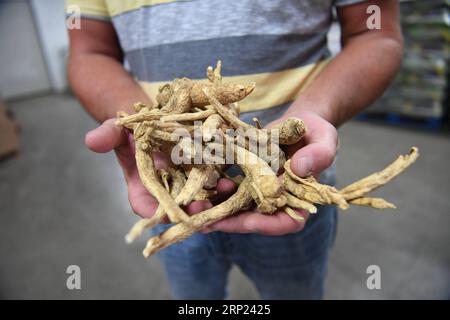 (180816) -- WISCONSIN, le 16 août 2018 -- Joe Heil détient des produits de ginseng dans un entrepôt de sa ferme de ginseng à Wausau, Wisconsin, États-Unis, le 25 juillet 2018. Joe Heil cultive le ginseng depuis plus de 20 ans. Sa ferme du Wisconsin avec 50 acres de ginseng était lucrative. Récemment, cependant, la peur de la perte se profile dans son esprit. Alors que les frictions commerciales déclenchées par les États-Unis avec la Chine s'intensifient, certains clients qui ont exprimé leur intérêt pour l'achat de ginseng du Wisconsin ont reculé. POUR ALLER DE l'avant : l'industrie américaine du ginseng a souffert des frictions commerciales entre les États-Unis et la Chine ) (zhf) États-Unis-WISCONSIN-GINSENG- Banque D'Images