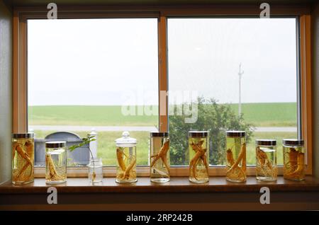 (180816) -- WISCONSIN, 16 août 2018 -- une photo prise le 25 juillet 2018 montre des ginsengs en bouteilles à la maison de Joe Heil à Wausau, Wisconsin, États-Unis. Joe Heil cultive le ginseng depuis plus de 20 ans. Sa ferme du Wisconsin avec 50 acres de ginseng était lucrative. Récemment, cependant, la peur de la perte se profile dans son esprit. Alors que les frictions commerciales déclenchées par les États-Unis avec la Chine s'intensifient, certains clients qui ont exprimé leur intérêt pour l'achat de ginseng du Wisconsin ont reculé. POUR ALLER DE l'avant : l'industrie américaine du ginseng a souffert des frictions commerciales entre les États-Unis et la Chine ) (zhf) États-Unis-WISCONSIN-GINSENG-TRADE-F. Banque D'Images