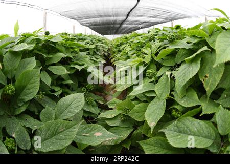 (180816) -- WISCONSIN, 16 août 2018 -- une photo prise le 25 juillet 2018 montre des semis de ginseng à la ferme de ginseng Joe Heil à Wausau, Wisconsin, États-Unis. Joe Heil cultive le ginseng depuis plus de 20 ans. Sa ferme du Wisconsin avec 50 acres de ginseng était lucrative. Récemment, cependant, la peur de la perte se profile dans son esprit. Alors que les frictions commerciales déclenchées par les États-Unis avec la Chine s'intensifient, certains clients qui ont exprimé leur intérêt pour l'achat de ginseng du Wisconsin ont reculé. POUR ALLER DE l'avant : l'industrie américaine du ginseng a souffert des frictions commerciales actuelles entre les États-Unis et la Chine ) (zhf) États-Unis-WISCONSIN-GINSENG-T. Banque D'Images