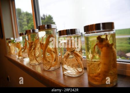 (180816) -- WISCONSIN, 16 août 2018 -- une photo prise le 25 juillet 2018 montre des ginsengs en bouteilles à la maison de Joe Heil à Wausau, Wisconsin, États-Unis. Joe Heil cultive le ginseng depuis plus de 20 ans. Sa ferme du Wisconsin avec 50 acres de ginseng était lucrative. Récemment, cependant, la peur de la perte se profile dans son esprit. Alors que les frictions commerciales déclenchées par les États-Unis avec la Chine s'intensifient, certains clients qui ont exprimé leur intérêt pour l'achat de ginseng du Wisconsin ont reculé. POUR ALLER DE l'avant : l'industrie américaine du ginseng a souffert des frictions commerciales entre les États-Unis et la Chine ) (zhf) États-Unis-WISCONSIN-GINSENG-TRADE-F. Banque D'Images