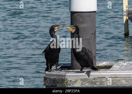 Une paire de Grands Cormorans (Phalacrocorax carbo) à Premier Sovereign Harbour Marina & Boatyard, Eastbourne, East Sussex, Royaume-Uni. Banque D'Images