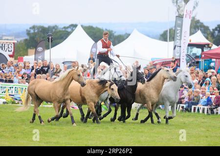 31st août 2023 les chevaux d'action Atkinson divertissent la foule au spectacle du comté de Bucks Banque D'Images
