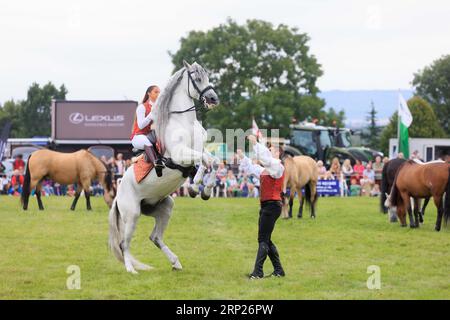 31st août 2023 les chevaux d'action Atkinson divertissent la foule au spectacle du comté de Bucks Banque D'Images