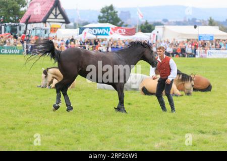 31st août 2023 les chevaux d'action Atkinson divertissent la foule au spectacle du comté de Bucks Banque D'Images
