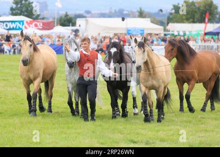 31st août 2023 les chevaux d'action Atkinson divertissent la foule au spectacle du comté de Bucks Banque D'Images