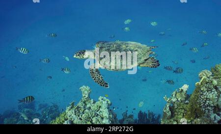 Hawksbill Sea Turtle (Eretmochelys imbricata) ou Bissa nage au-dessus du récif corallien avec des poissons tropicaux colorés nageant autour d'elle, Mer Rouge, Egypte Banque D'Images