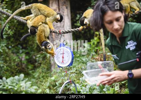 (180823) -- LONDRES, 23 août 2018 -- les singes écureuils participent à la pesée annuelle au ZSL London Zoo à Londres, en Grande-Bretagne, le 23 août 2018.) (wtc) BRITAIN-LONDON-ZSL LONDON ZOO PESÉE ANNUELLE StephenxChung PUBLICATIONxNOTxINxCHN Banque D'Images