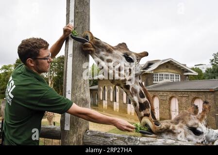 (180823) -- LONDRES, 23 août 2018 -- Un gardien nourrit des girafes lors de la pesée annuelle au ZSL London Zoo à Londres, en Grande-Bretagne, le 23 août 2018.) (wtc) BRITAIN-LONDON-ZSL LONDON ZOO PESÉE ANNUELLE StephenxChung PUBLICATIONxNOTxINxCHN Banque D'Images