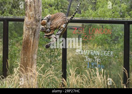 (180823) -- LONDRES, 23 août 2018 -- Jae Jae, le tigre de Sumatra de 135 kg, saute avec de la nourriture à la pesée annuelle au ZSL London Zoo à Londres, Grande-Bretagne, le 23 août 2018.) (wtc) BRITAIN-LONDON-ZSL LONDON ZOO PESÉE ANNUELLE StephenxChung PUBLICATIONxNOTxINxCHN Banque D'Images