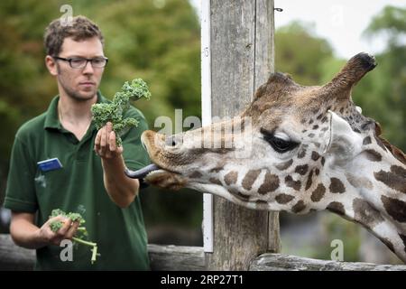 (180823) -- LONDRES, 23 août 2018 -- Un gardien nourrit une girafe lors de la pesée annuelle au ZSL London Zoo à Londres, en Grande-Bretagne, le 23 août 2018.) (wtc) BRITAIN-LONDON-ZSL LONDON ZOO PESÉE ANNUELLE StephenxChung PUBLICATIONxNOTxINxCHN Banque D'Images