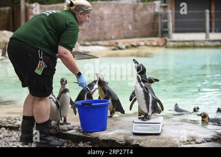 (180823) -- LONDRES, 23 août 2018 -- Un gardien pèse des pingouins de Humboldt lors de la pesée annuelle au ZSL London Zoo à Londres, en Grande-Bretagne, le 23 août 2018.) (wtc) BRITAIN-LONDON-ZSL LONDON ZOO PESÉE ANNUELLE StephenxChung PUBLICATIONxNOTxINxCHN Banque D'Images