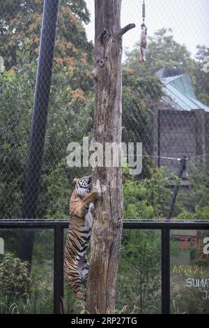 (180823) -- LONDRES, 23 août 2018 -- Jae Jae, le tigre de Sumatra de 135 kg, grimpe pour se nourrir lors de la pesée annuelle au ZSL London Zoo à Londres, Grande-Bretagne, le 23 août 2018.) (wtc) BRITAIN-LONDON-ZSL LONDON ZOO PESÉE ANNUELLE StephenxChung PUBLICATIONxNOTxINxCHN Banque D'Images