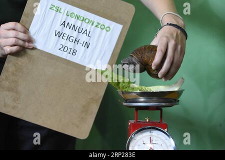 (180823) -- LONDRES, 23 août 2018 -- Un gardien présente un escargot géant dans la pesée annuelle au ZSL London Zoo à Londres, en Grande-Bretagne, le 23 août 2018.) (wtc) BRITAIN-LONDON-ZSL LONDON ZOO PESÉE ANNUELLE StephenxChung PUBLICATIONxNOTxINxCHN Banque D'Images